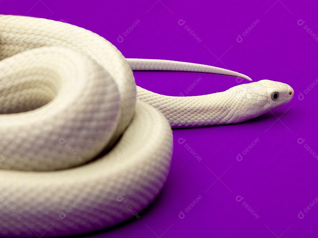 A cobra-rato do Texas (Elaphe obsoleta lindheimeri) é uma subespécie de cobra-rato