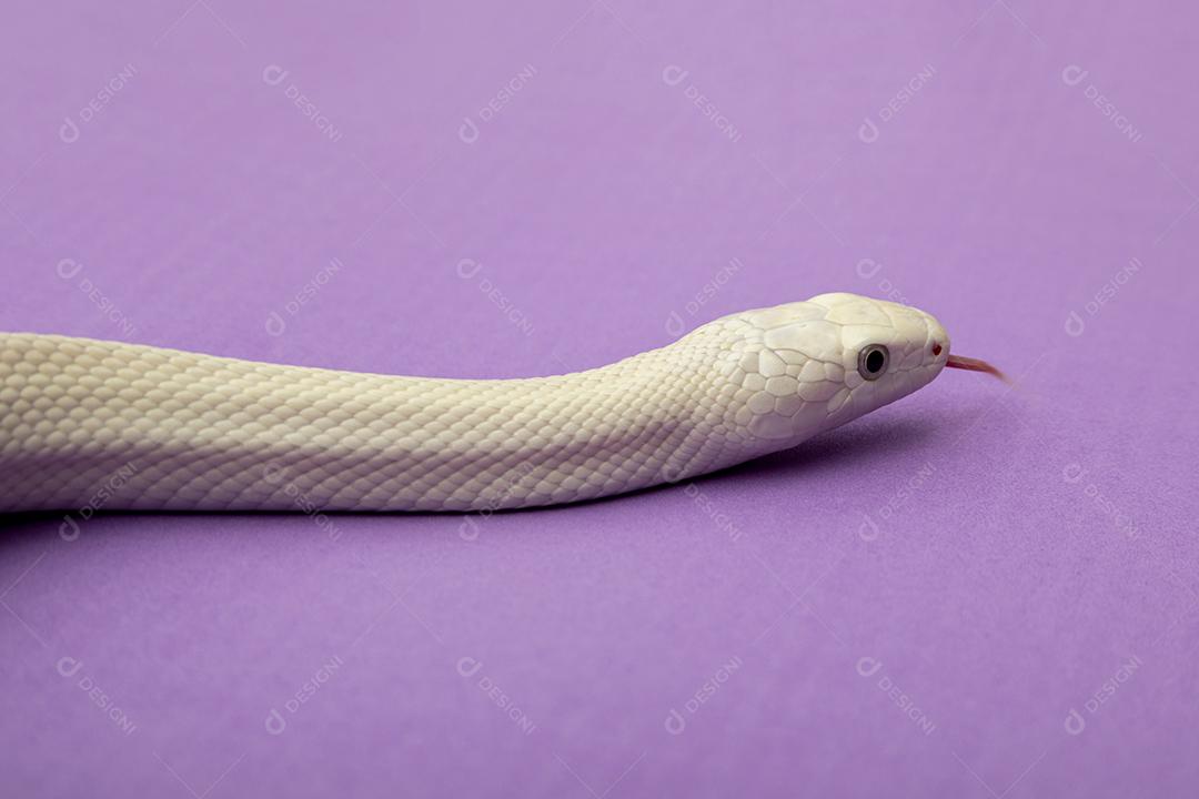 A cobra-rato do Texas (Elaphe obsoleta lindheimeri) é uma subespécie de cobra-rato