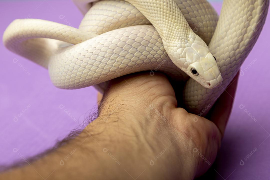 A cobra-rato do Texas (Elaphe obsoleta lindheimeri) é uma subespécie de cobra-rato