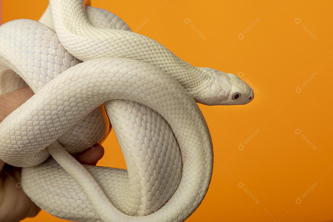 A cobra-rato do Texas (Elaphe obsoleta lindheimeri) é uma subespécie de cobra-rato