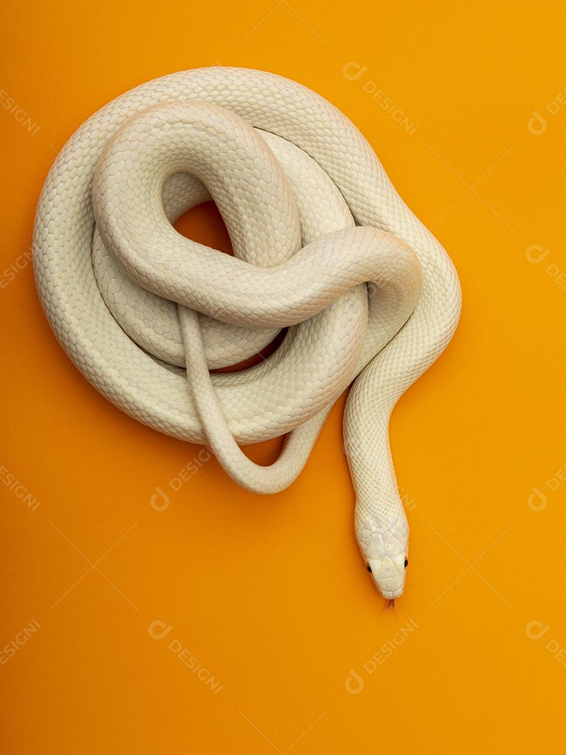 A cobra-rato do Texas (Elaphe obsoleta lindheimeri) é uma subespécie de cobra-rato