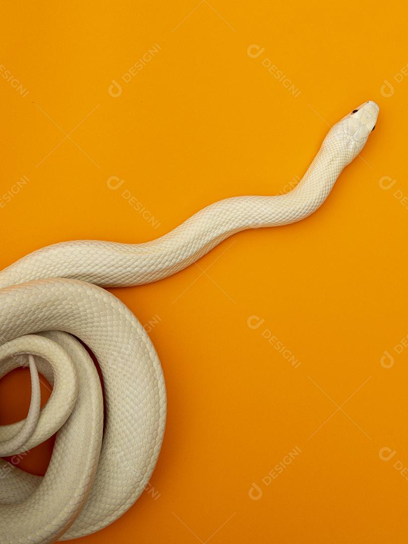 A cobra-rato do Texas (Elaphe obsoleta lindheimeri) é uma subespécie de cobra-rato