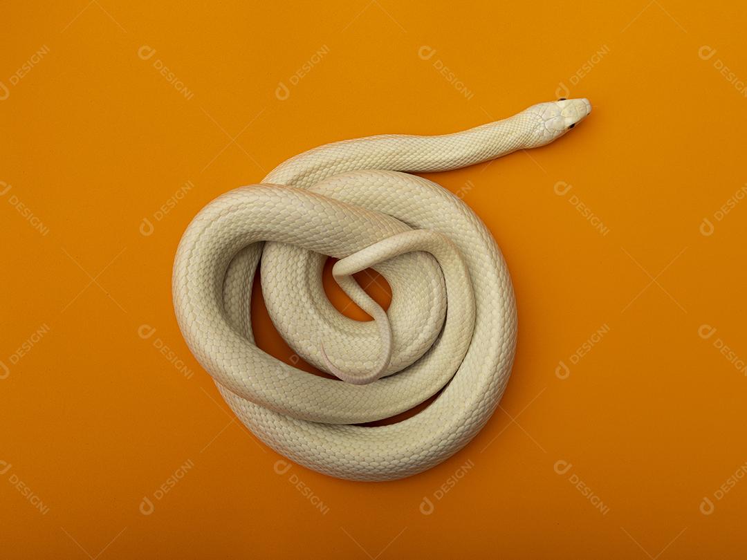 A cobra-rato do Texas (Elaphe obsoleta lindheimeri) é uma subespécie de cobra-rato