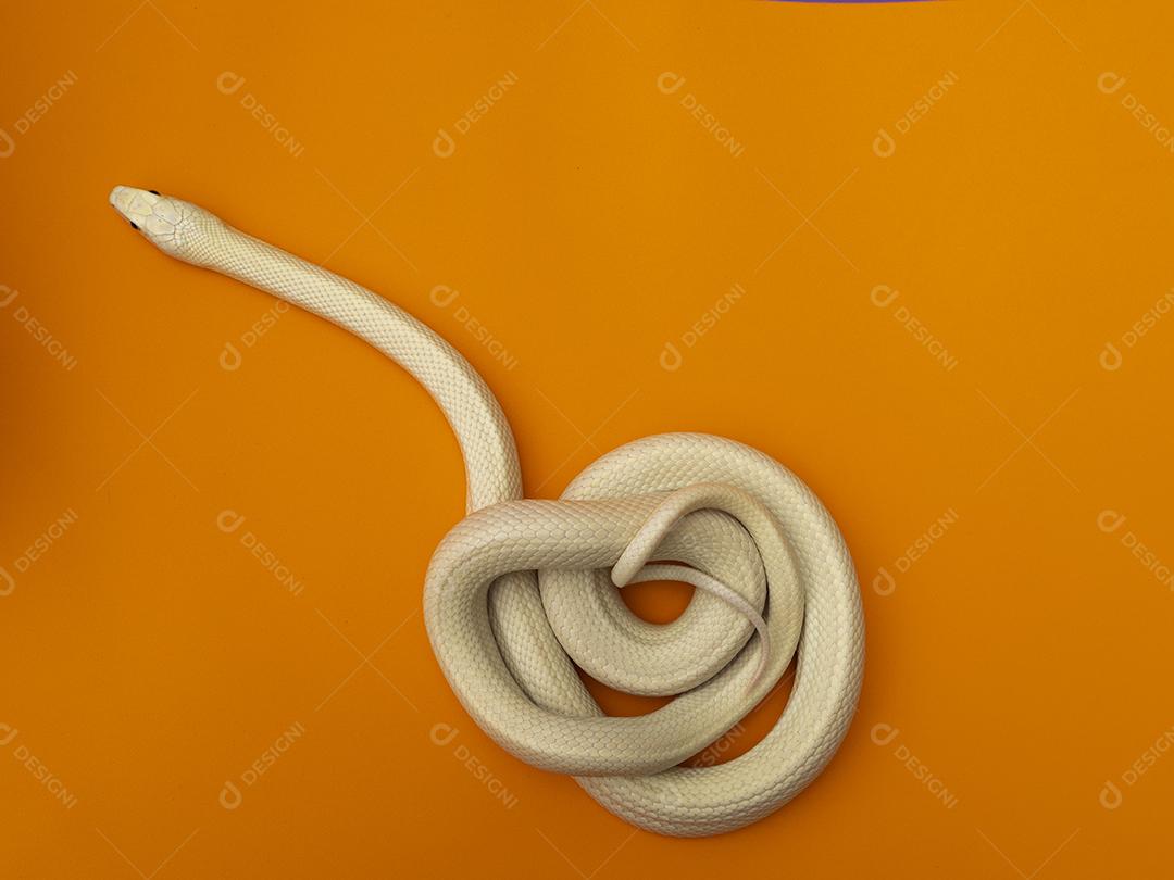 A cobra-rato do Texas (Elaphe obsoleta lindheimeri) é uma subespécie de cobra-rato