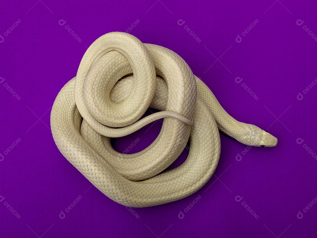 A cobra-rato do Texas (Elaphe obsoleta lindheimeri) é uma subespécie de cobra-rato