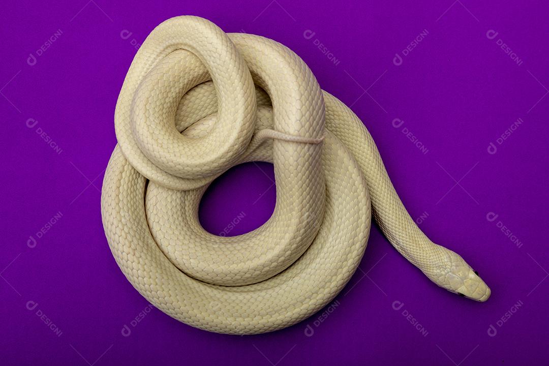 A cobra-rato do Texas (Elaphe obsoleta lindheimeri) é uma subespécie de cobra-rato