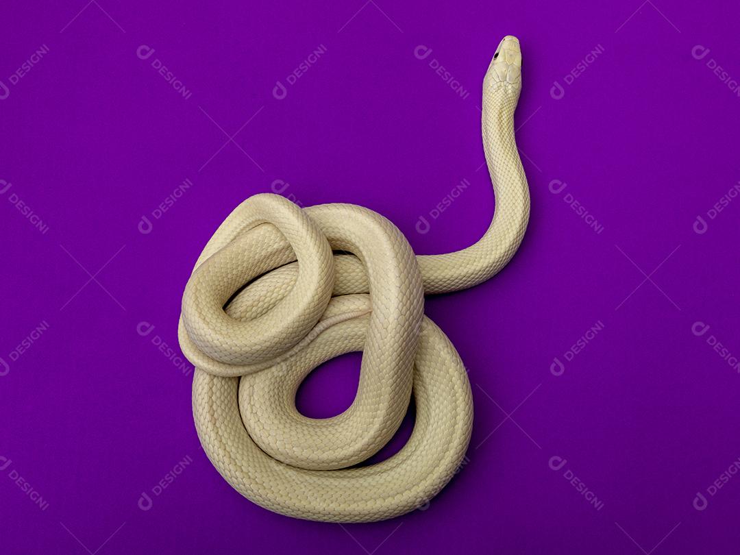 A cobra-rato do Texas (Elaphe obsoleta lindheimeri) é uma subespécie de cobra-rato