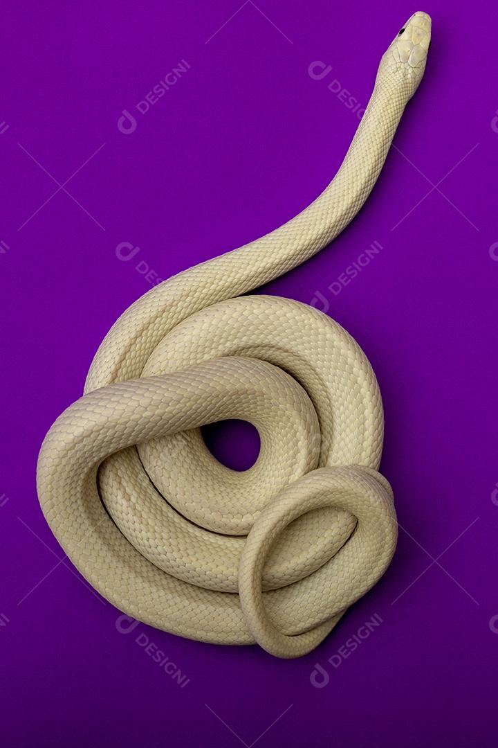 A cobra-rato do Texas (Elaphe obsoleta lindheimeri) é uma subespécie de cobra-rato