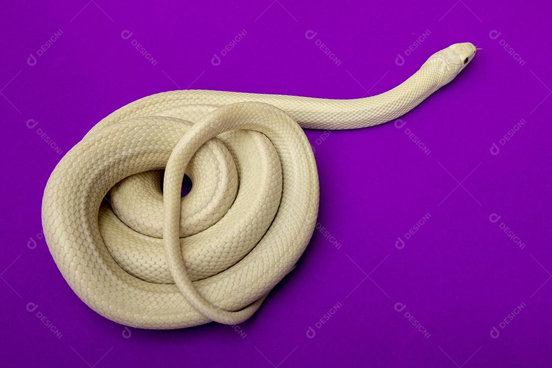 A cobra-rato do Texas (Elaphe obsoleta lindheimeri) é uma subespécie de cobra-rato