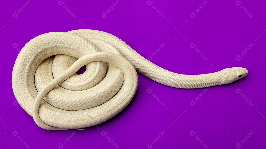 A cobra-rato do Texas (Elaphe obsoleta lindheimeri) é uma subespécie de cobra-rato