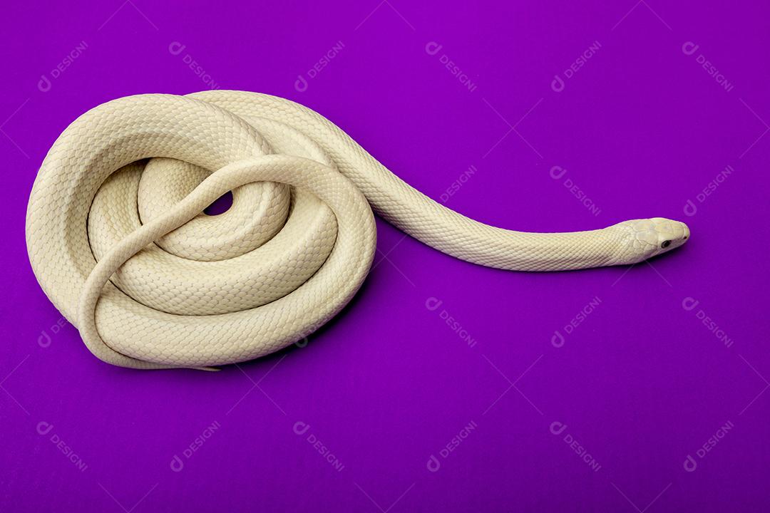 A cobra-rato do Texas (Elaphe obsoleta lindheimeri) é uma subespécie de cobra-rato