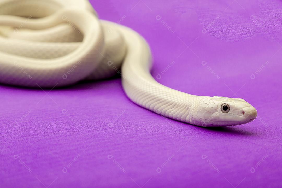 A cobra-rato do Texas (Elaphe obsoleta lindheimeri) é uma subespécie de cobra-rato