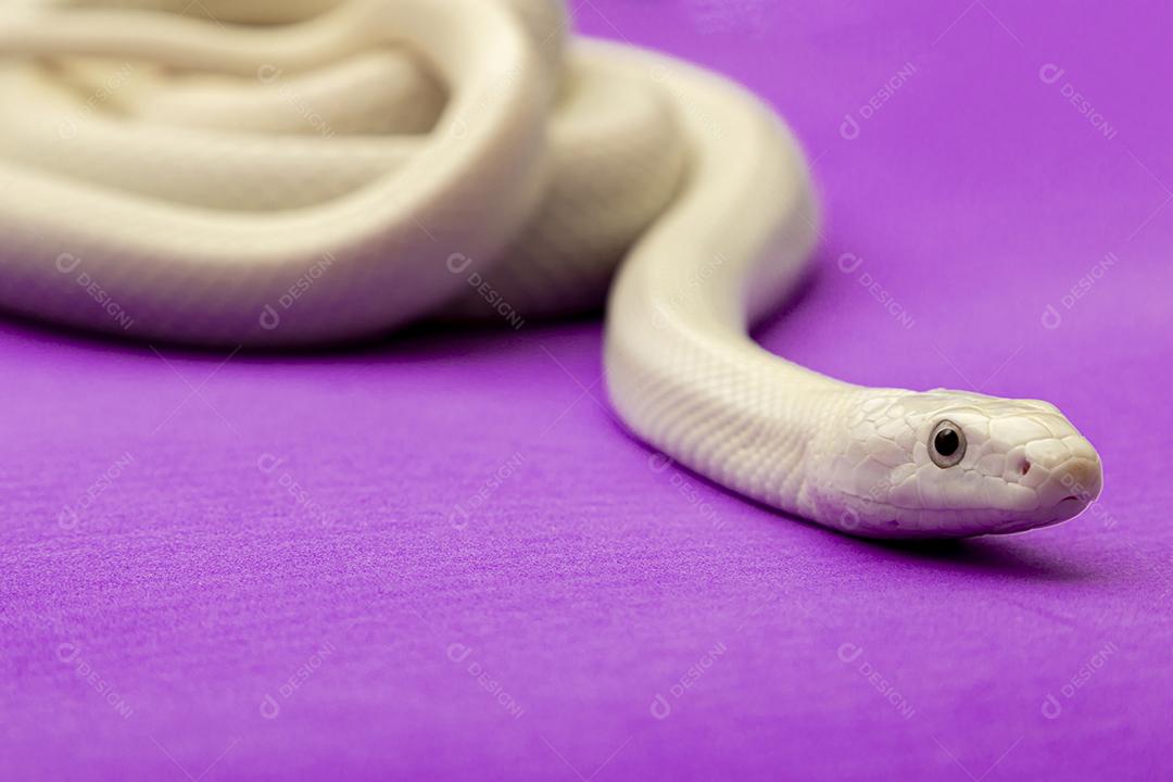 A cobra-rato do Texas (Elaphe obsoleta lindheimeri) é uma subespécie de cobra-rato