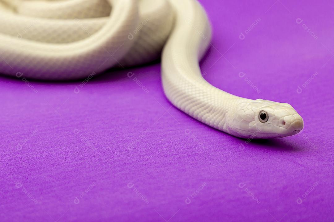 A cobra-rato do Texas (Elaphe obsoleta lindheimeri) é uma subespécie de cobra-rato