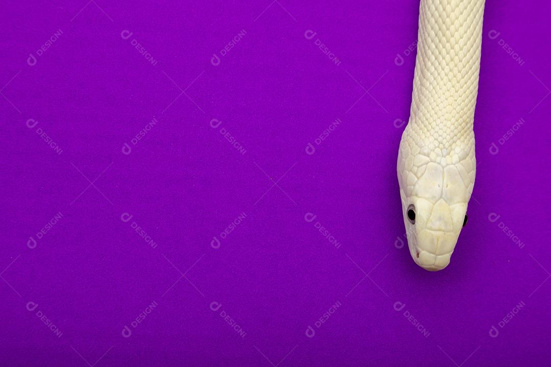 A cobra-rato do Texas (Elaphe obsoleta lindheimeri) é uma subespécie de cobra-rato