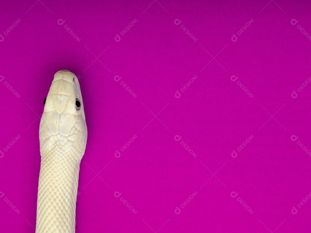 A cobra-rato do Texas (Elaphe obsoleta lindheimeri) é uma subespécie de cobra-rato