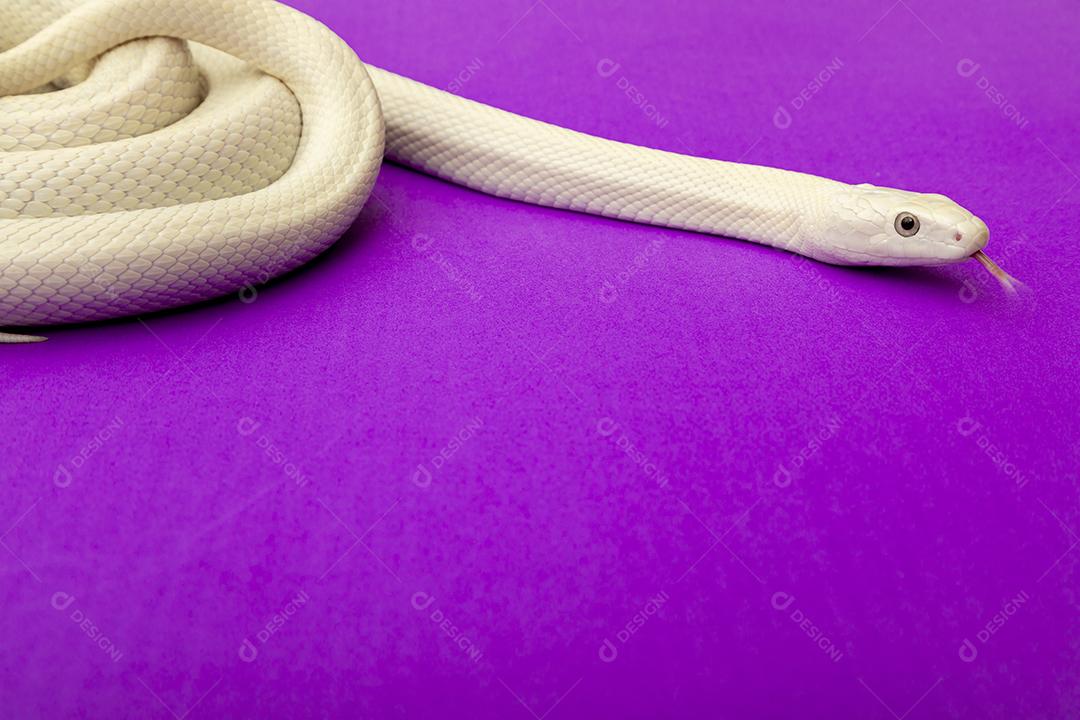 A cobra-rato do Texas (Elaphe obsoleta lindheimeri) é uma subespécie de cobra-rato