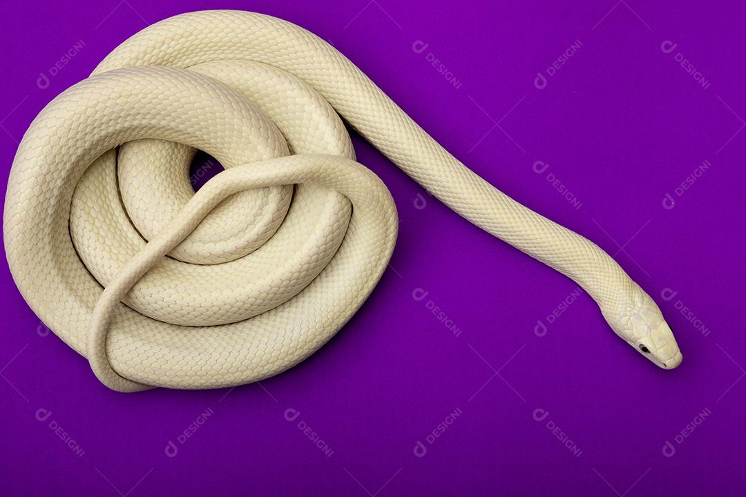 A cobra-rato do Texas (Elaphe obsoleta lindheimeri) é uma subespécie de cobra-rato