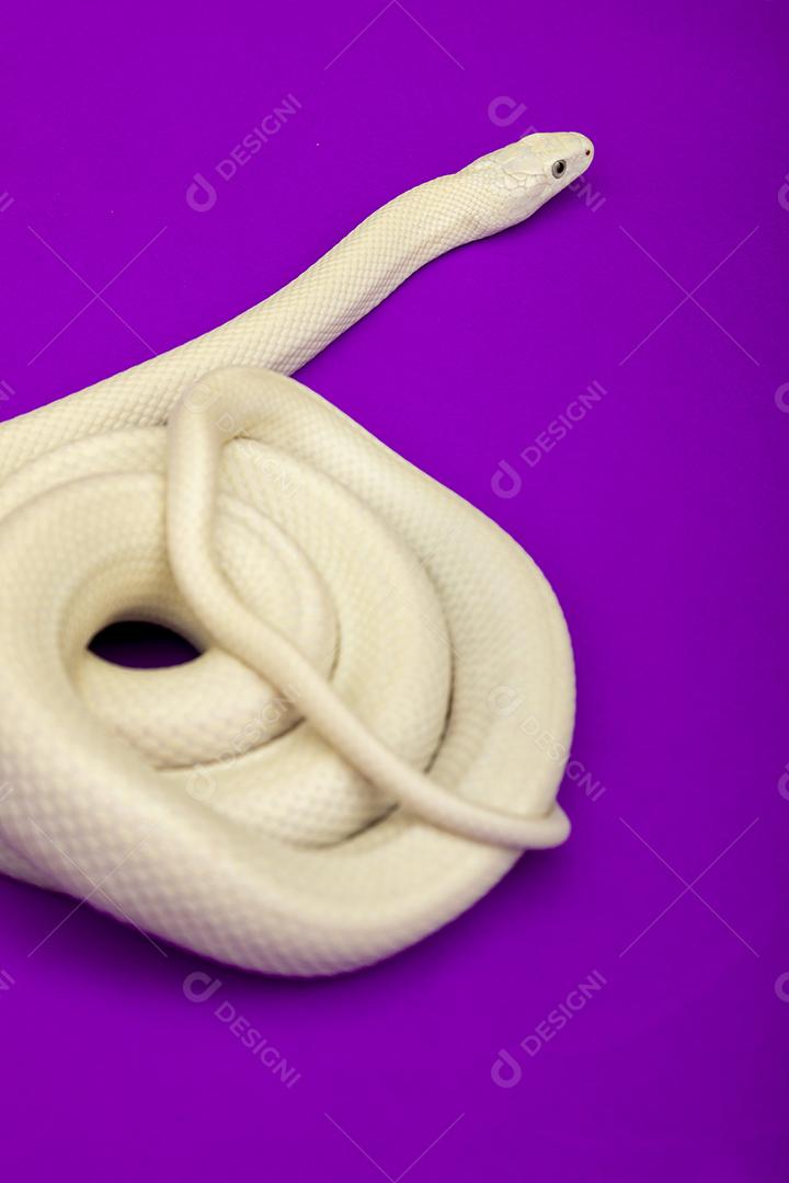 A cobra-rato do Texas (Elaphe obsoleta lindheimeri) é uma subespécie de cobra-rato