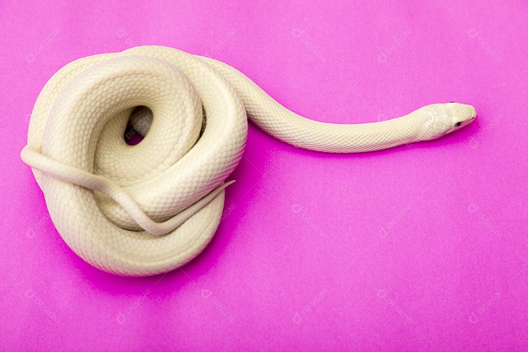 A cobra-rato do Texas (Elaphe obsoleta lindheimeri) é uma subespécie de cobra-rato