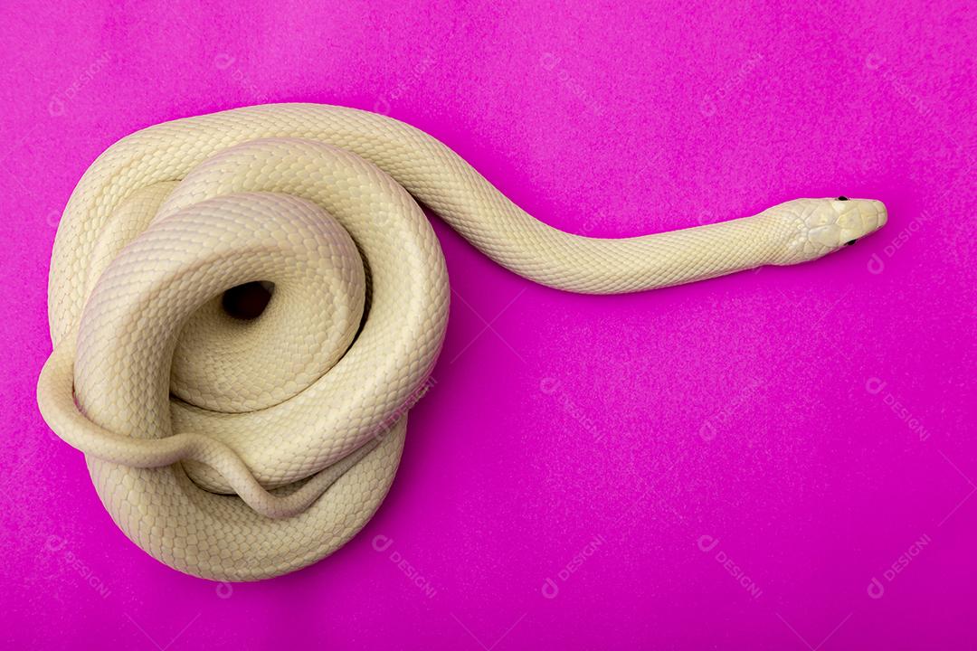 A cobra-rato do Texas (Elaphe obsoleta lindheimeri) é uma subespécie de cobra-rato