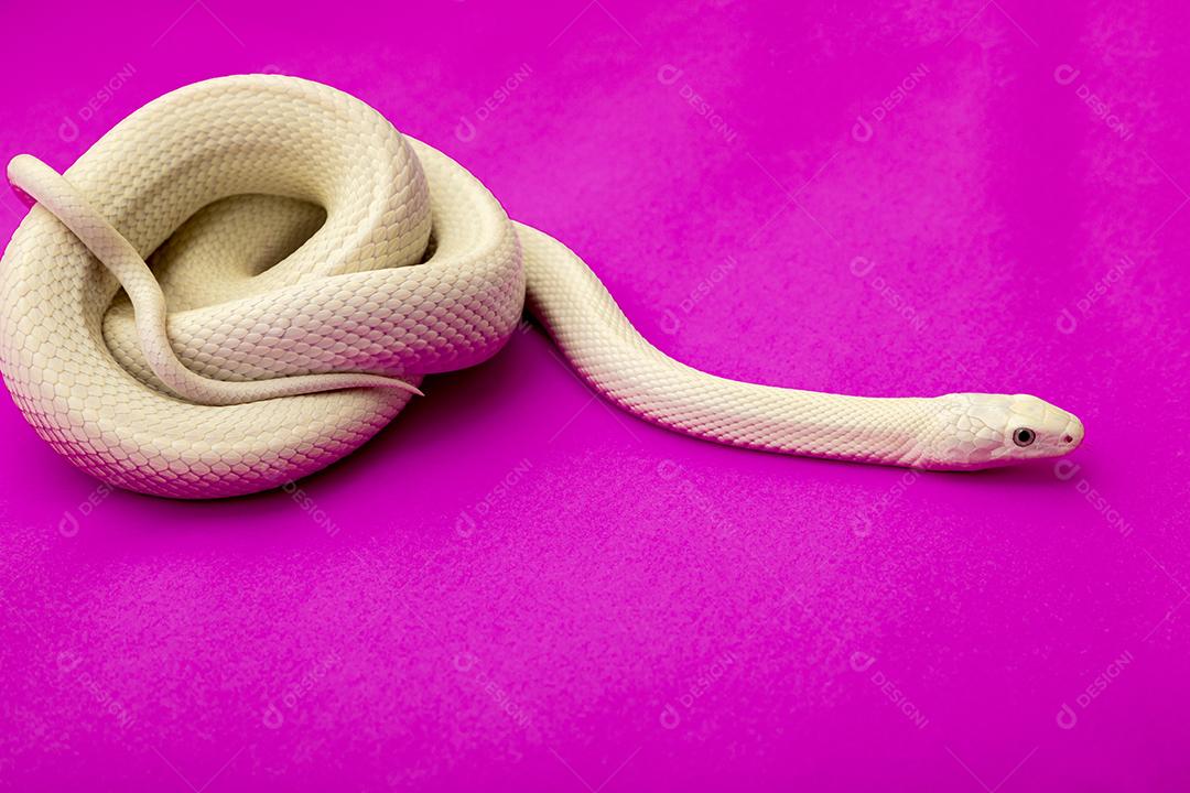 A cobra-rato do Texas (Elaphe obsoleta lindheimeri) é uma subespécie de cobra-rato