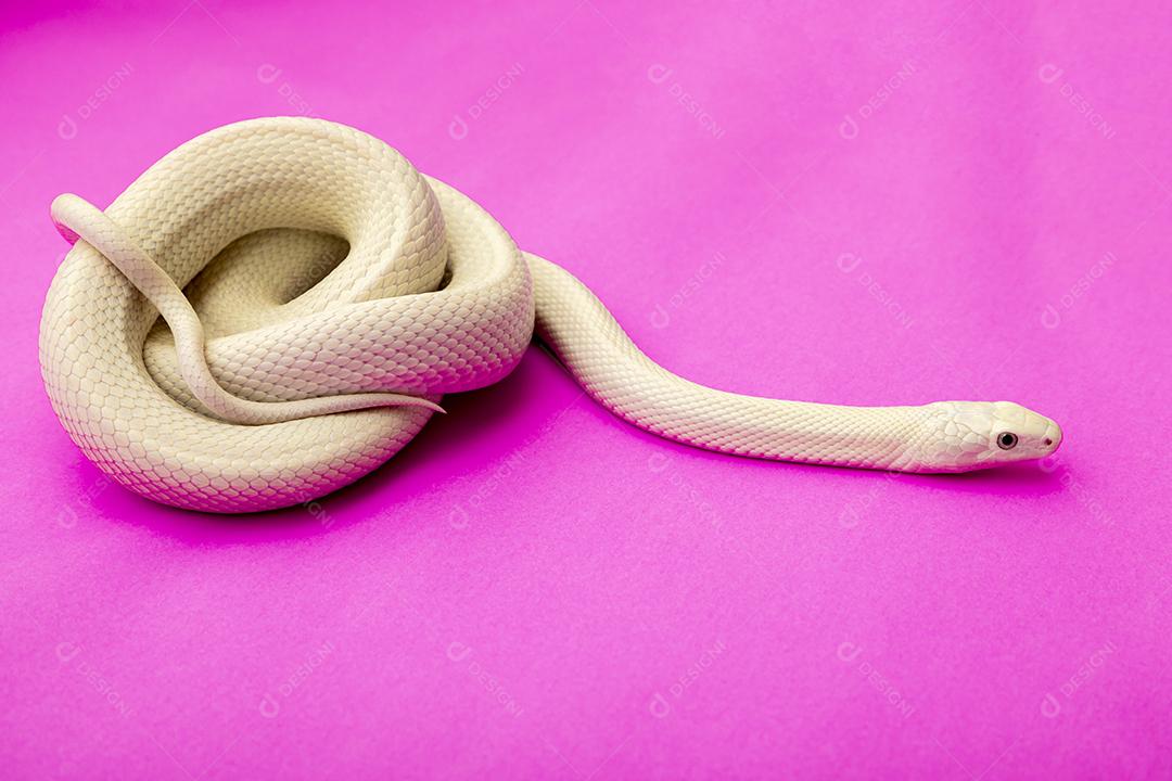 A cobra-rato do Texas (Elaphe obsoleta lindheimeri) é uma subespécie de cobra-rato