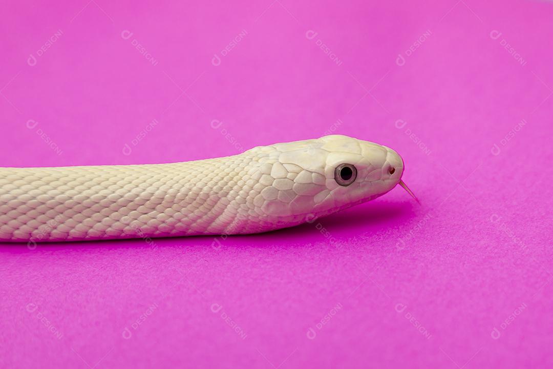 A cobra-rato do Texas (Elaphe obsoleta lindheimeri) é uma subespécie de cobra-rato