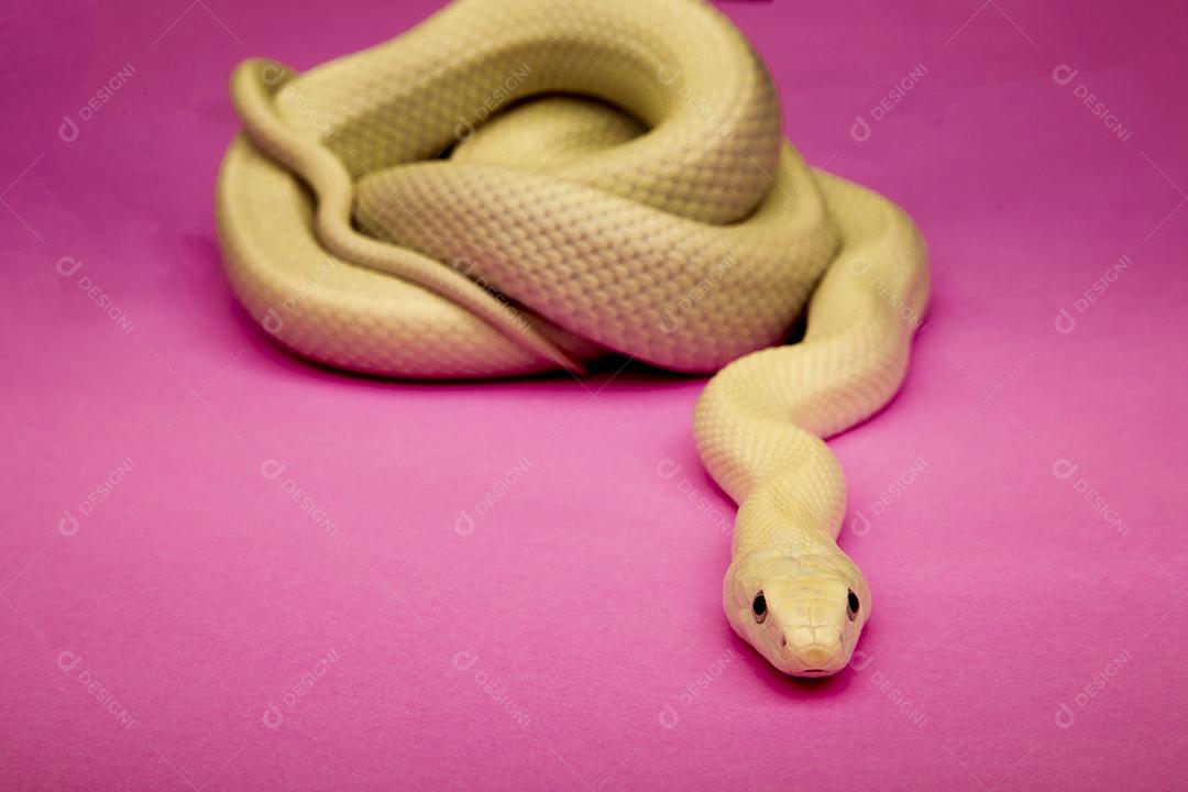 A cobra-rato do Texas (Elaphe obsoleta lindheimeri) é uma subespécie de cobra-rato