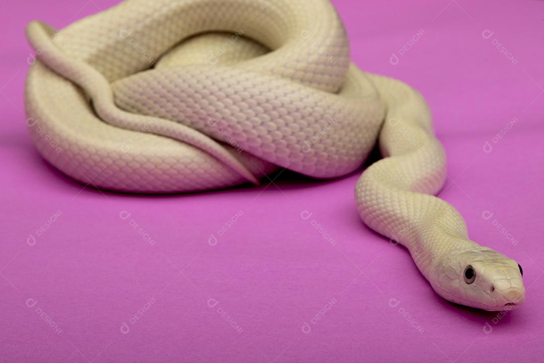 A cobra-rato do Texas (Elaphe obsoleta lindheimeri) é uma subespécie de cobra-rato