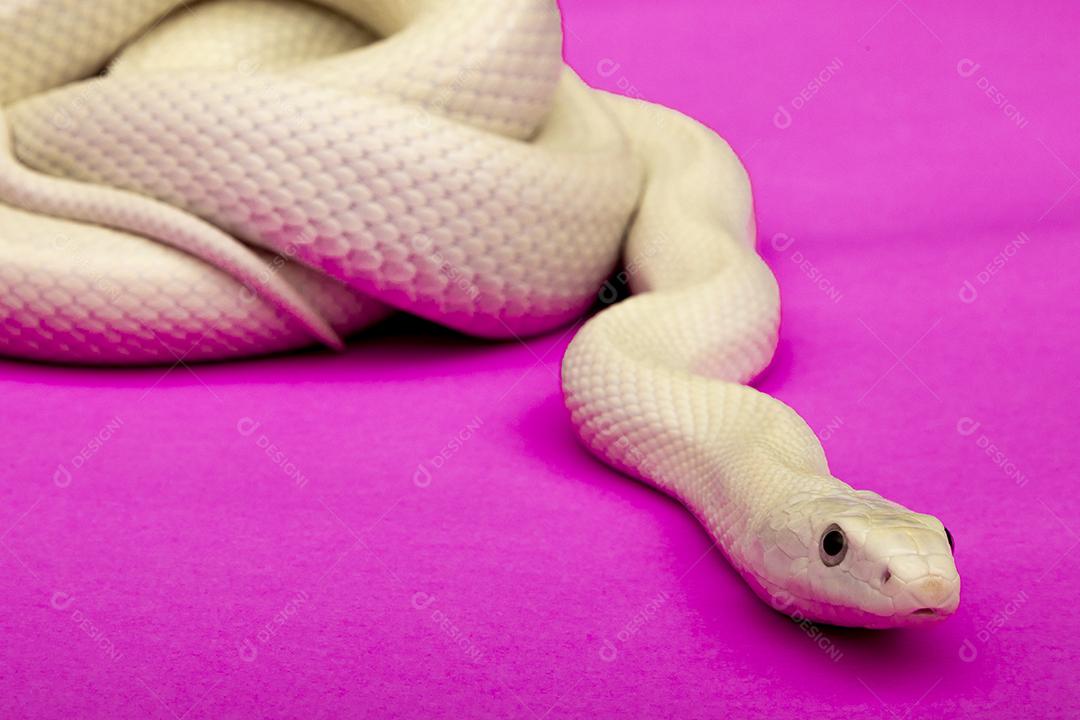 A cobra-rato do Texas (Elaphe obsoleta lindheimeri ) é uma subespeci