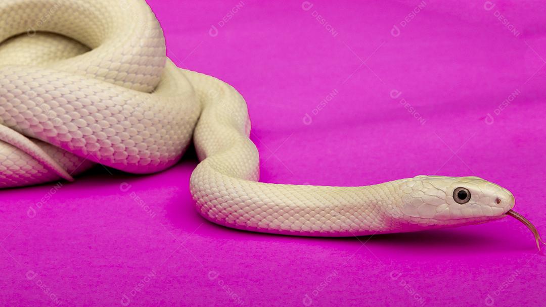 A cobra-rato do Texas (Elaphe obsoleta lindheimeri ) é uma subespeci