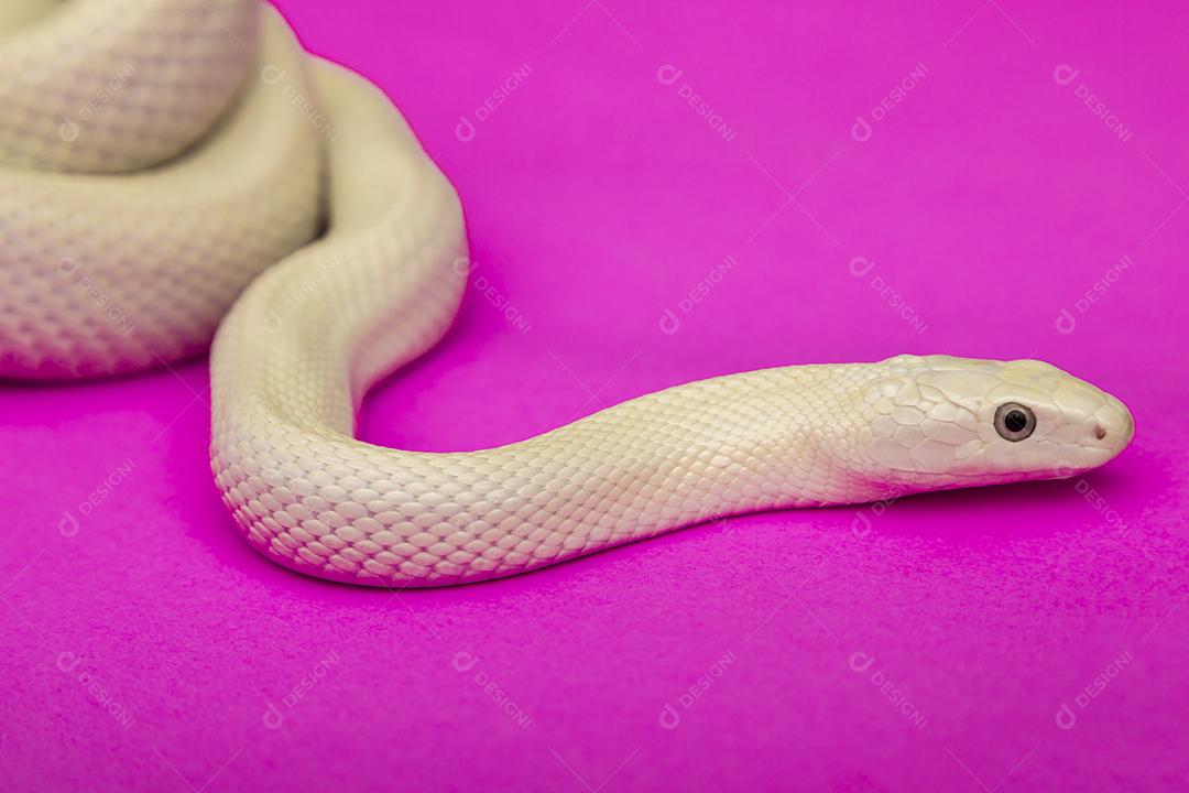 A cobra-rato do Texas (Elaphe obsoleta lindheimeri ) é uma subespeci