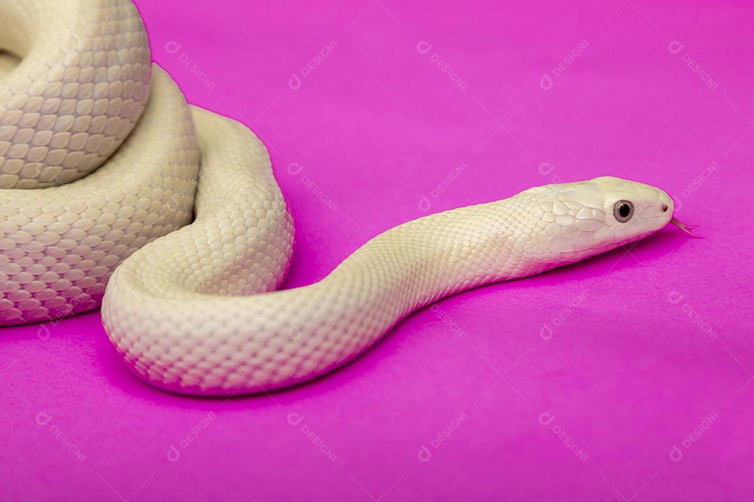 A cobra-rato do Texas (Elaphe obsoleta lindheimeri ) é uma subespeci