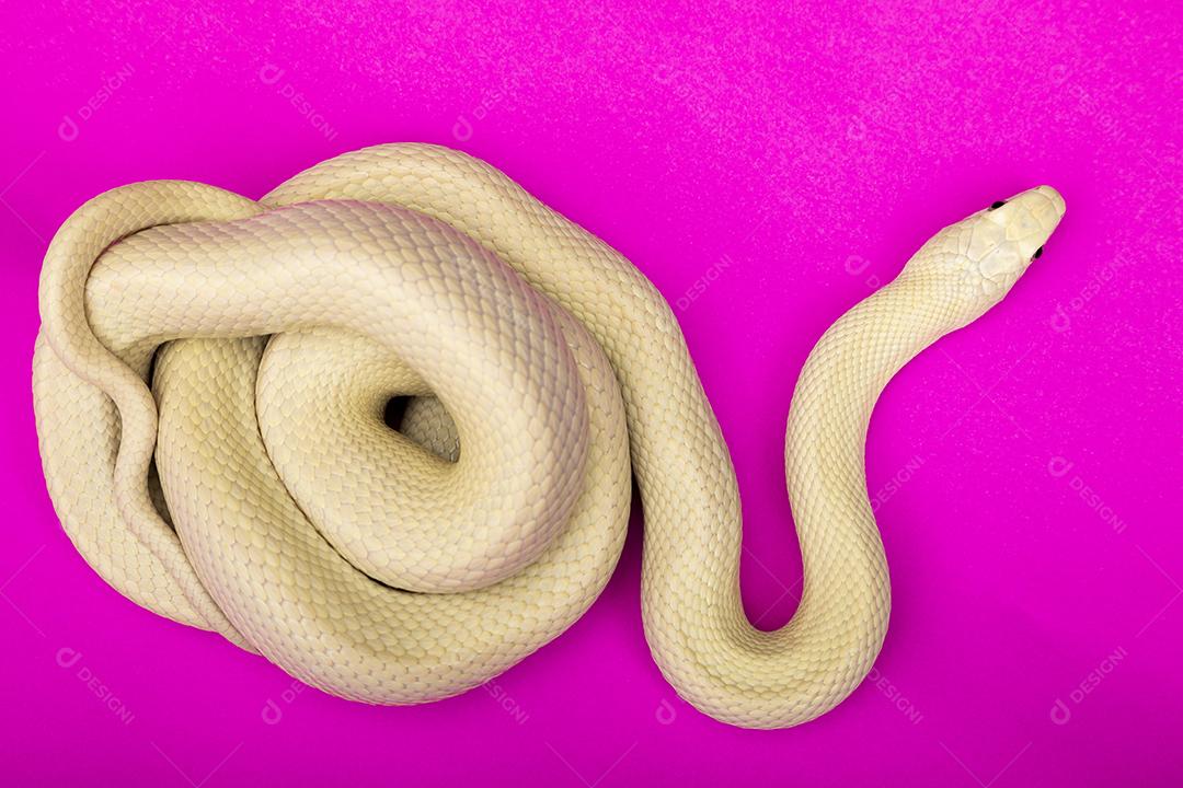 A cobra-rato do Texas (Elaphe obsoleta lindheimeri ) é uma subespeci