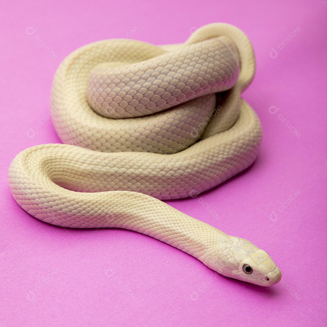 cobra-rato Texas (Elaphe obsoleta lindheimeri )  subespeci