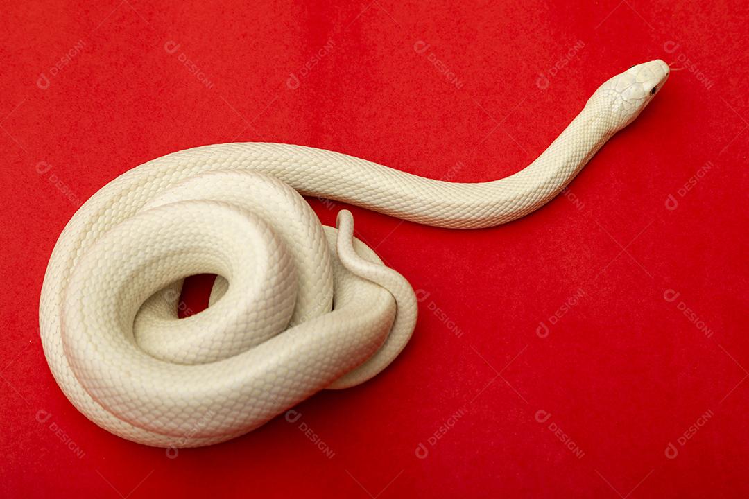 A cobra-rato do Texas (Elaphe obsoleta lindheimeri ) é uma subespeci