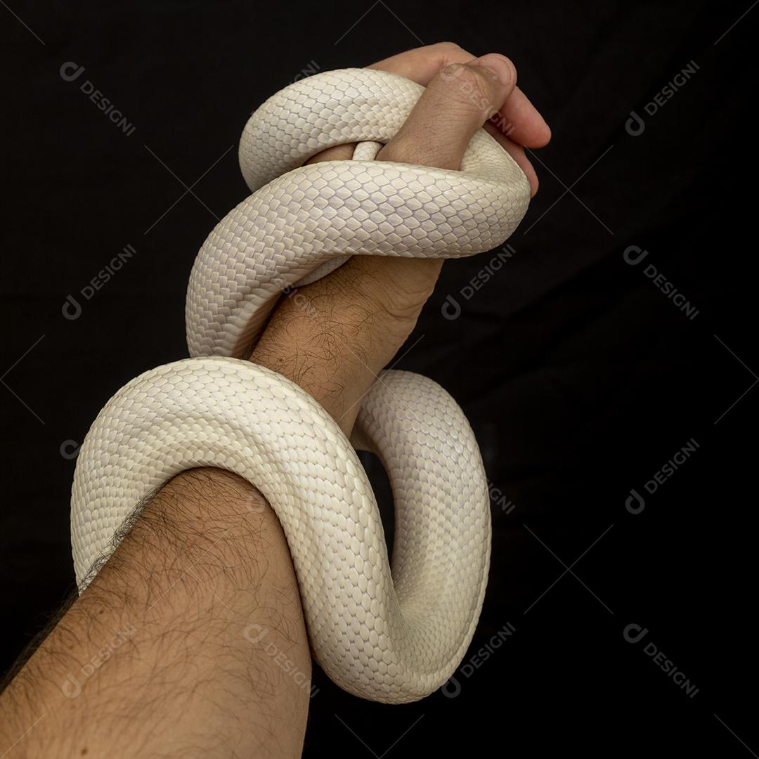 A cobra-rato do Texas (Elaphe obsoleta lindheimeri ) é uma subespeci