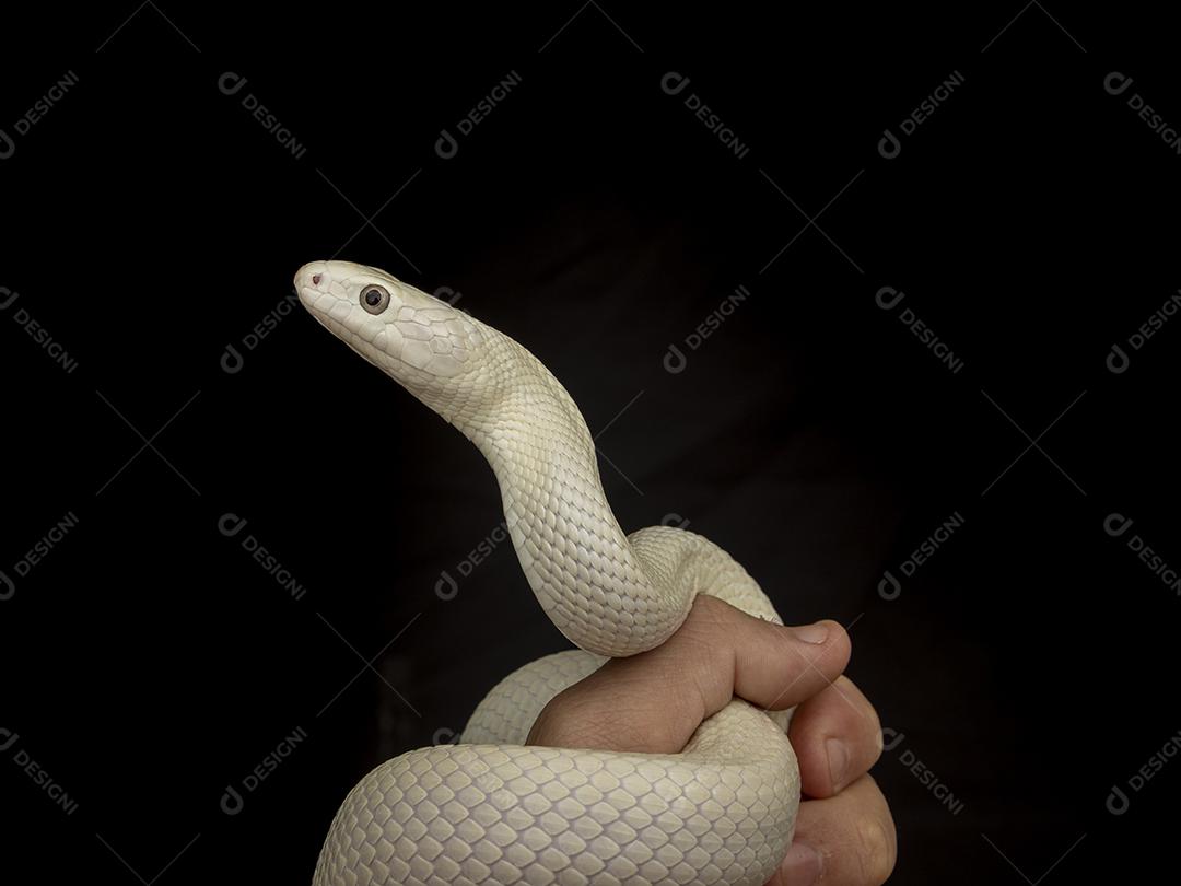 A cobra-rato do Texas (Elaphe obsoleta lindheimeri ) é uma subespeci