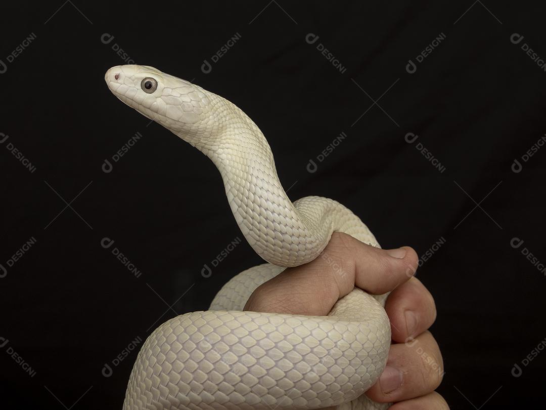 A cobra-rato do Texas (Elaphe obsoleta lindheimeri ) é uma subespeci