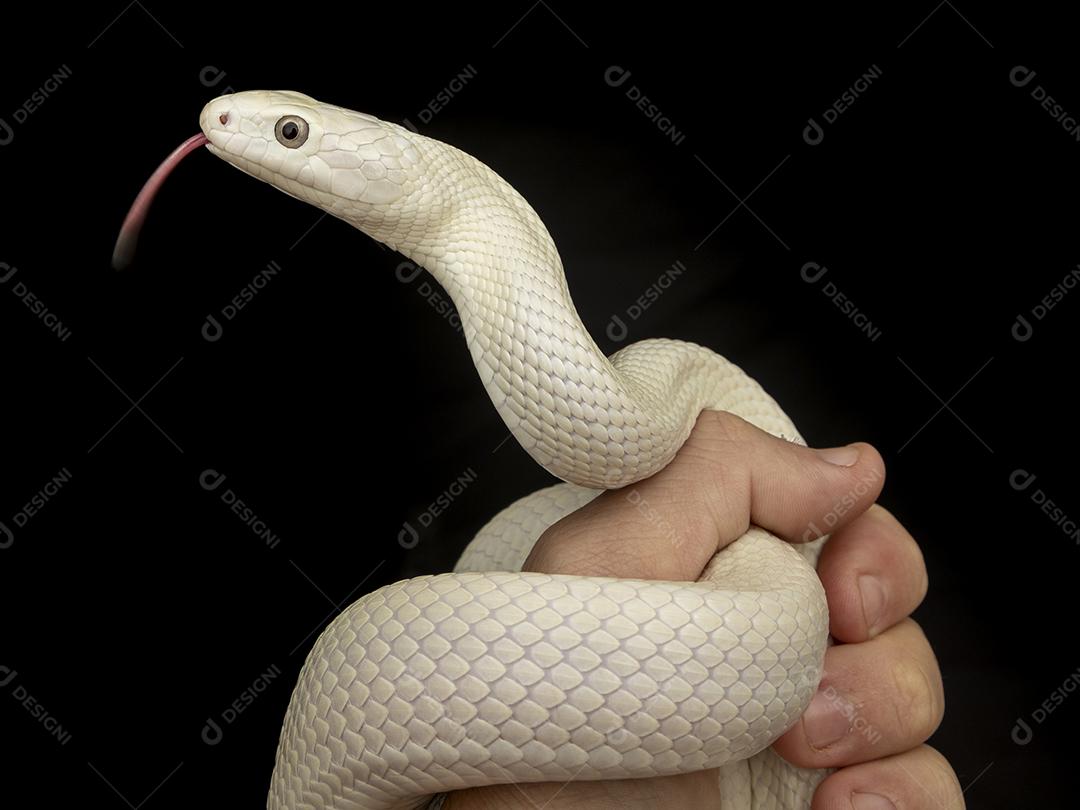 A cobra-rato do Texas (Elaphe obsoleta lindheimeri ) é uma subespeci