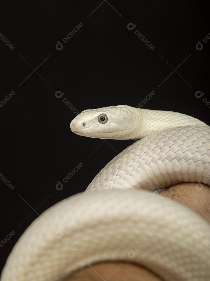 A cobra-rato do Texas (Elaphe obsoleta lindheimeri ) é uma subespeci