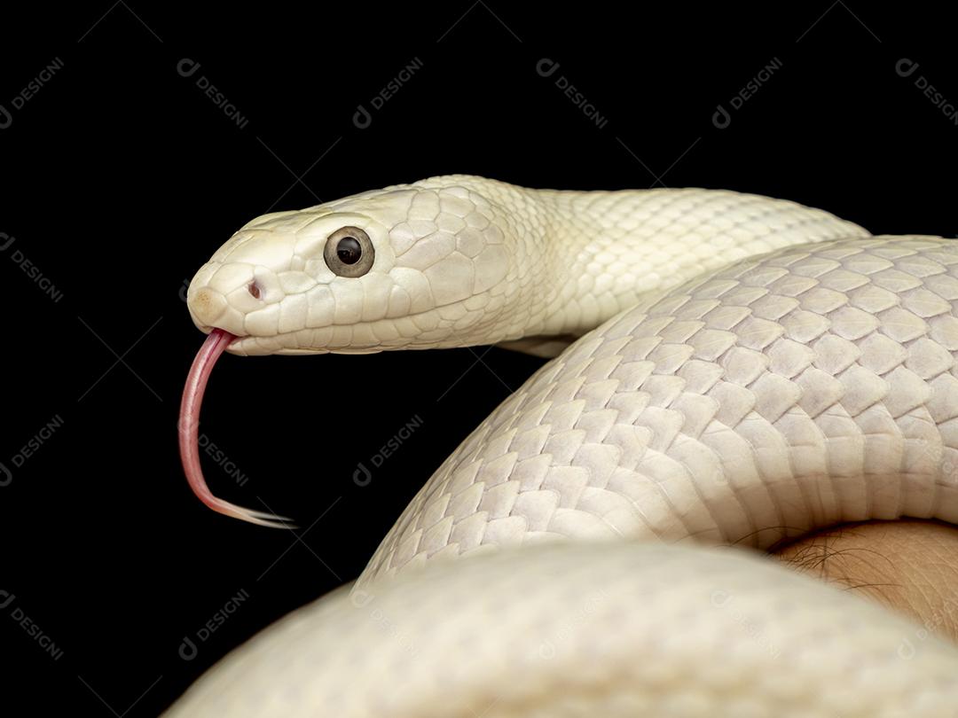 A cobra-rato do Texas (Elaphe obsoleta lindheimeri ) é uma subespeci