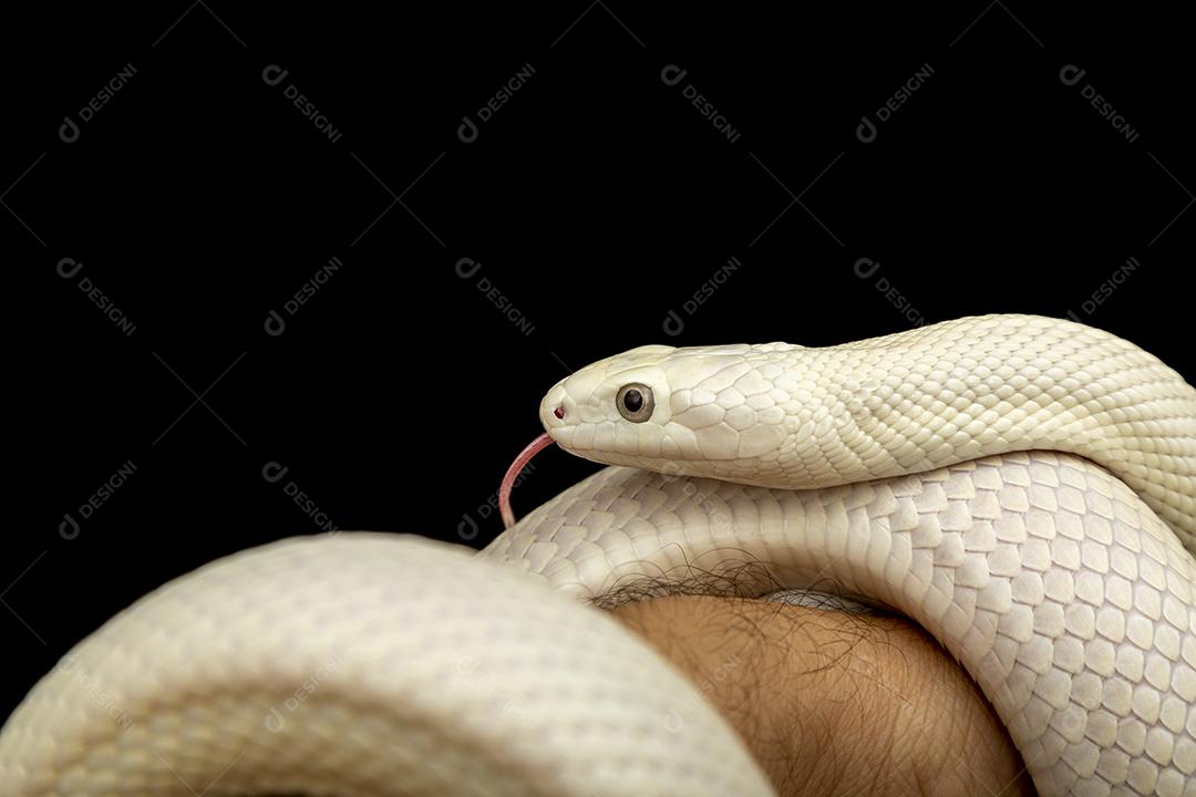 A cobra-rato do Texas (Elaphe obsoleta lindheimeri ) é uma subespeci