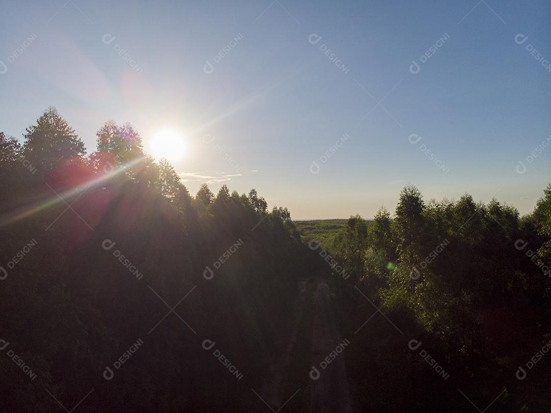 Silhueta de plantação de eucalipto em um dia ensolarado JPG