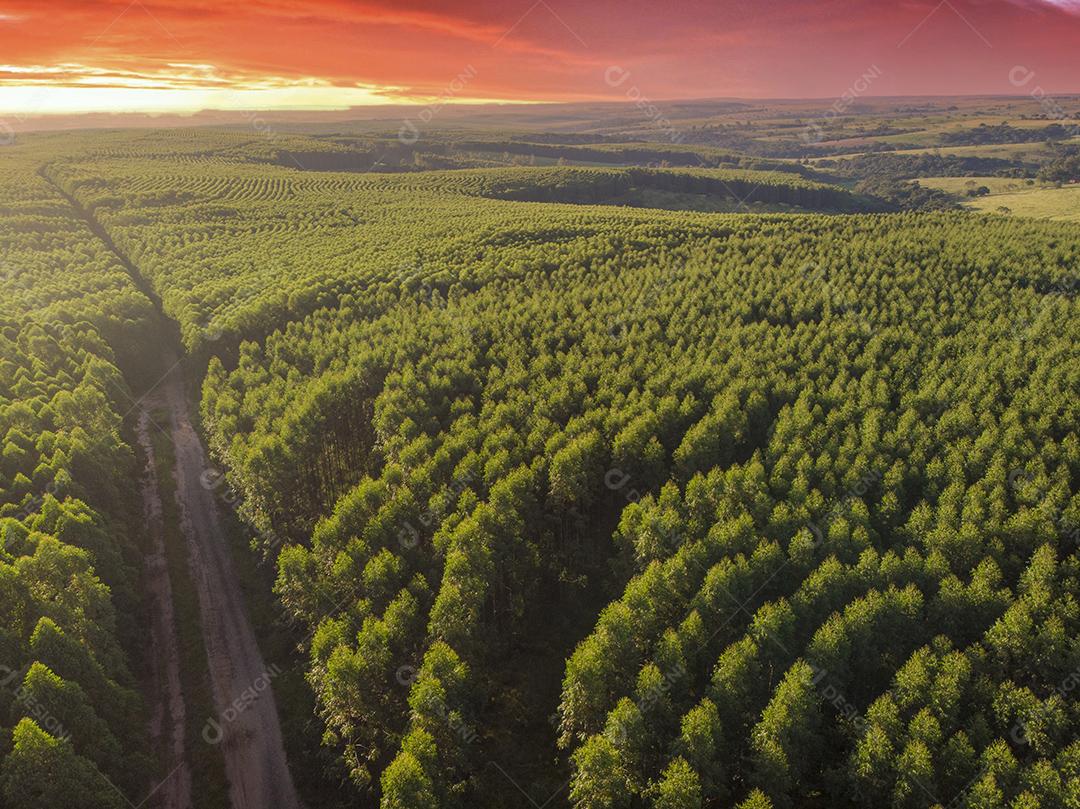 Plantação de eucalipto no Brasil. Agricultura de papel de celulose JPG