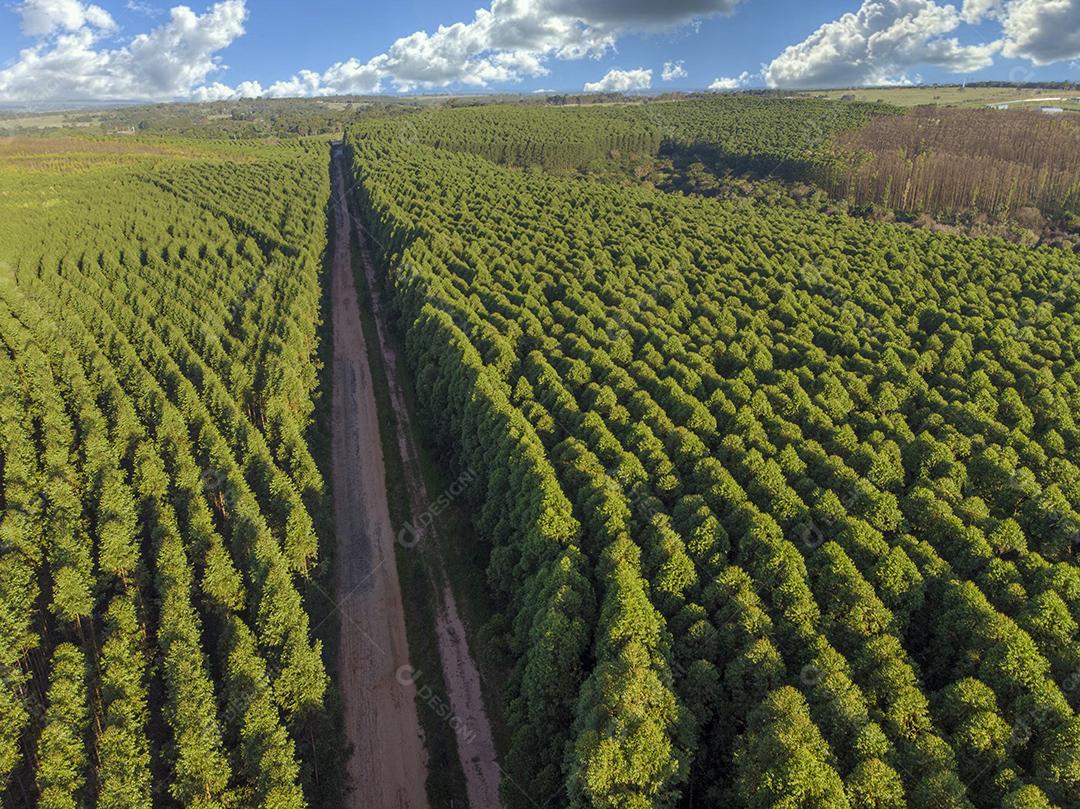 Plantação de eucalipto no Brasil. Agricultura de papel de celulose JPG