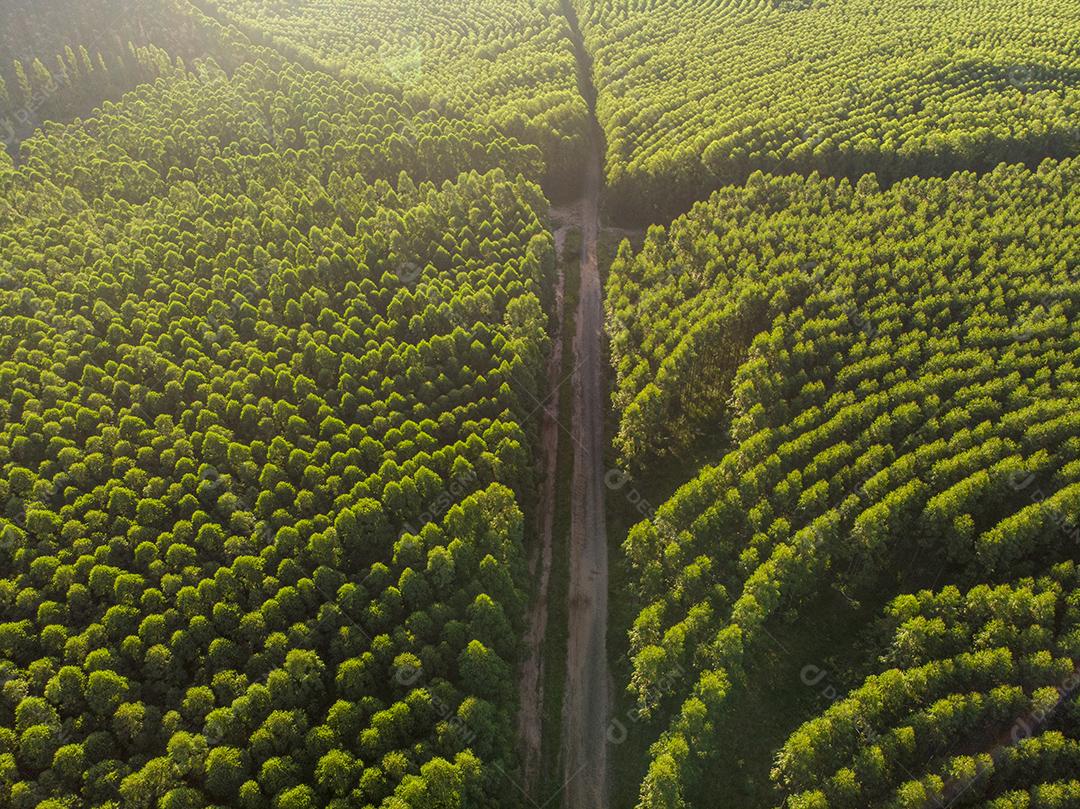 Plantação de eucalipto no Brasil. Agricultura de papel de celulose JPG