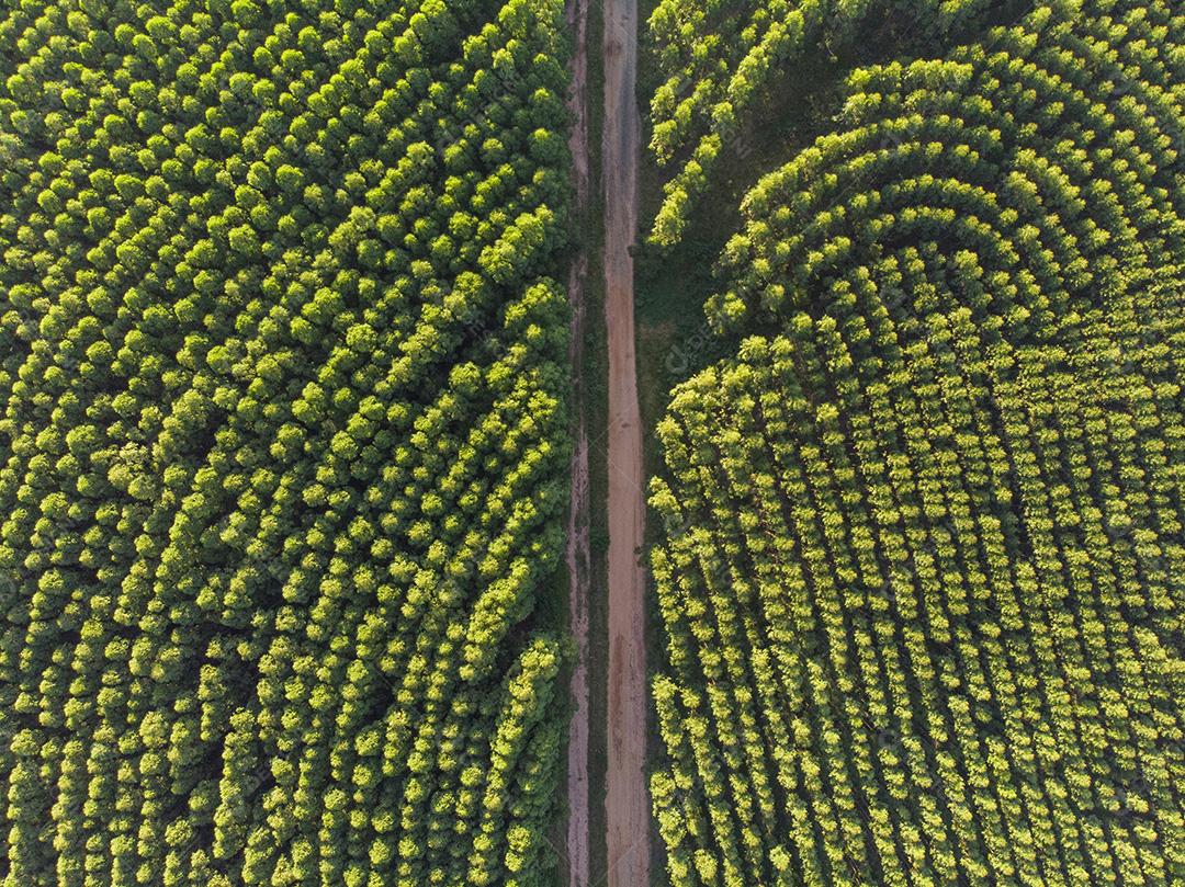 Plantação de eucalipto no Brasil. Agricultura de papel de celulose JPG