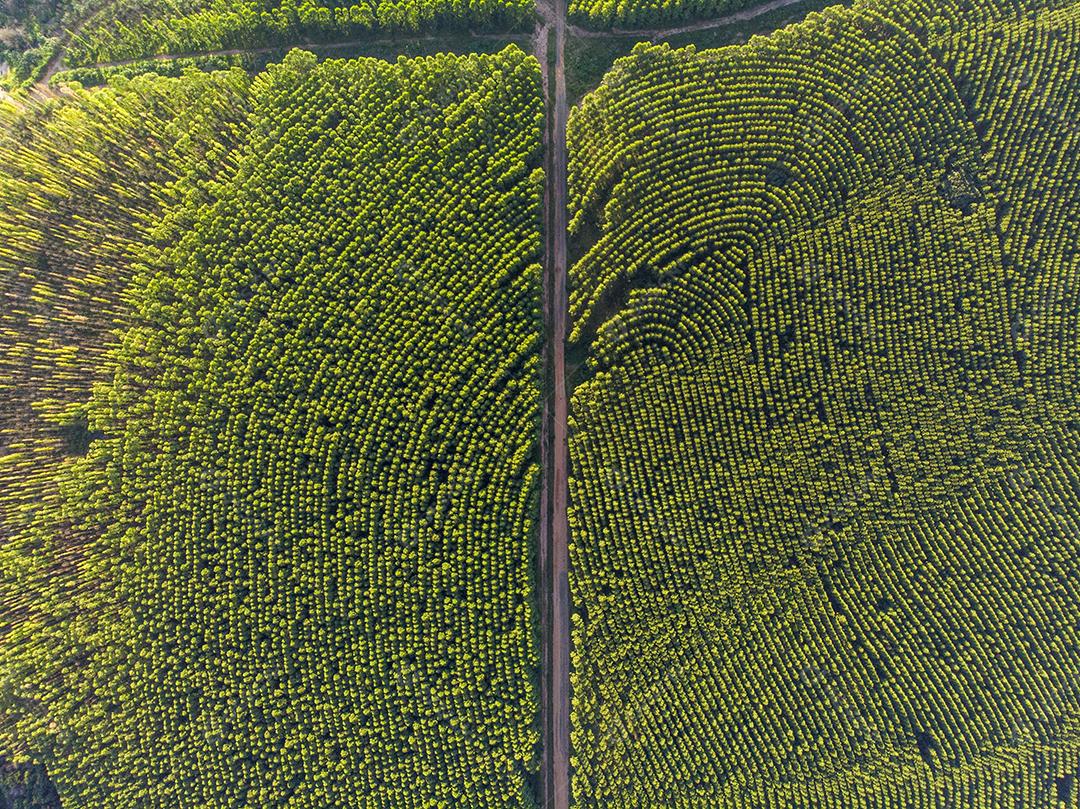 Plantação de eucalipto no Brasil. Agricultura de papel de celulose JPG
